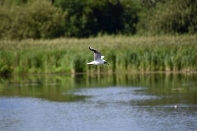 Bird flying over lake