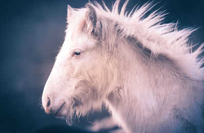 Close-up of horse