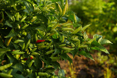 Red orange yellow spicy and hot flaming chili growing in an organic vegetable garden