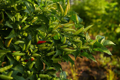 Close-up of plant