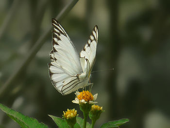 Close-up of butterfly pollinating on flower