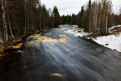 Stream flowing amidst trees in forest