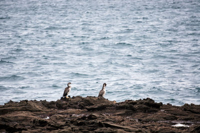 Cormorants on rock by sea
