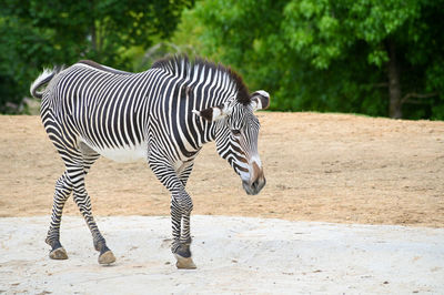 Zebra standing on field