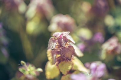 plant