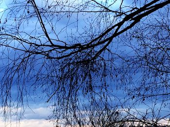 Low angle view of bare tree against blue sky