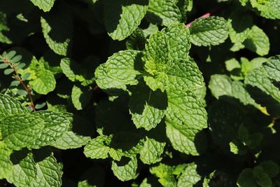  shot of menta leaves