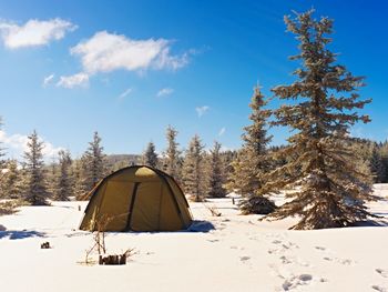 Camping during winter hiking in mountains. green touristic tent under spruces.