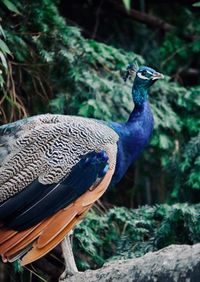 Male peacock standing on a fence