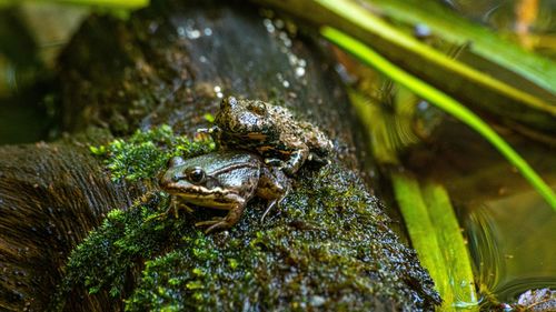 Close-up of frog in sea