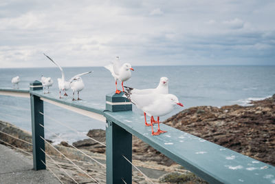 Seagulls perching on a sea
