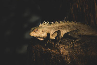 Close-up of a lizard on rock