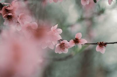 Close-up of pink cherry blossom