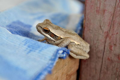 Close-up of lizard on wood