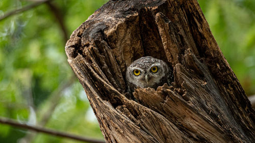 Low angle portrait of owl perching in tree trunk