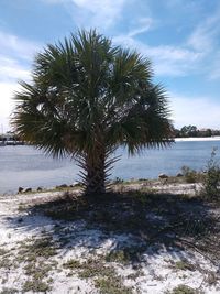 Palm tree by sea against sky