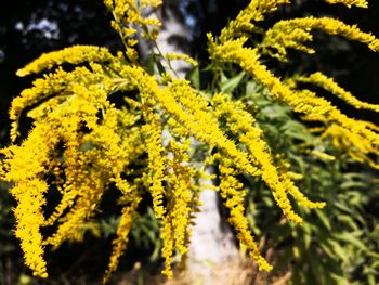 Close-up of yellow flowering plant