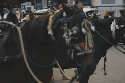 Horses on street in city