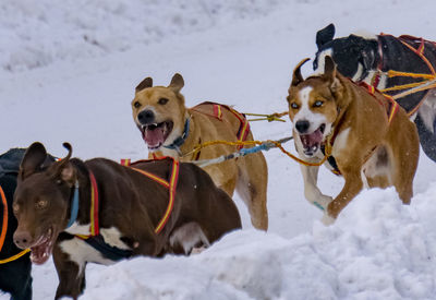 Dogs on snow field