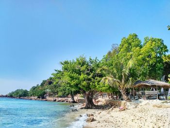 Palm trees on beach against clear blue sky