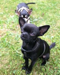 Close-up of puppy sitting on grass