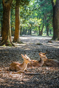 Deer in a forest