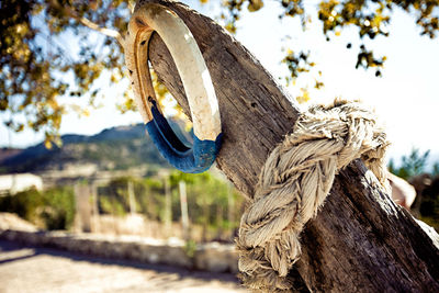Close-up of rope tied to tree against sky