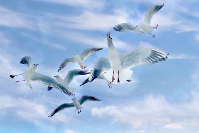 Low angle view of seagulls flying