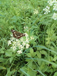 Butterfly on flower