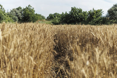 View of wheat field against sky