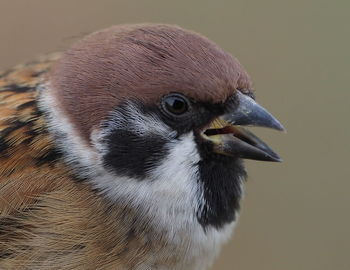 Close-up of a bird looking away