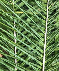 Full frame shot of palm leaves