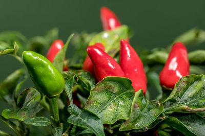 vegetable