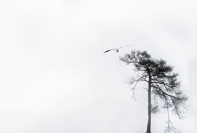 Low angle view of tree against clear sky