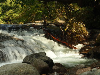 Scenic view of waterfall in forest