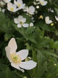 Close-up of white flowering plant