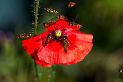 Close-up of insect on red flower