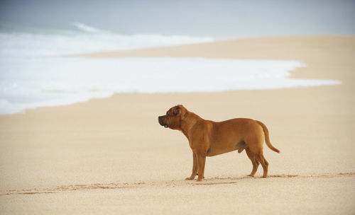 Dog on beach against sky