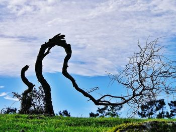 Low angle view of trees on field against cloudy sky