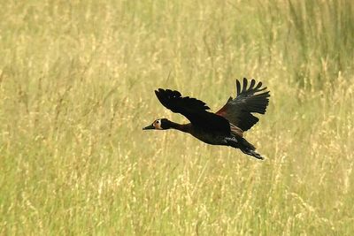 Close-up of bird flying in grass