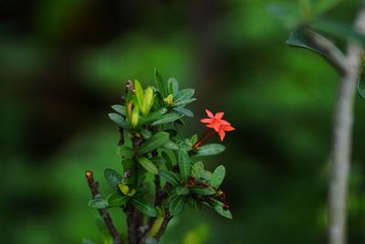 Close-up of red flowering plant