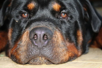 Close-up portrait of dog lying down