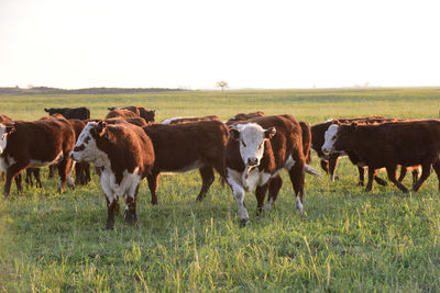 Cows grazing in a field