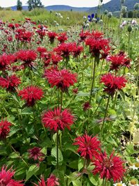 Close-up of red flowers blooming outdoors