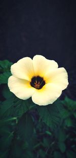 Close-up of yellow flower