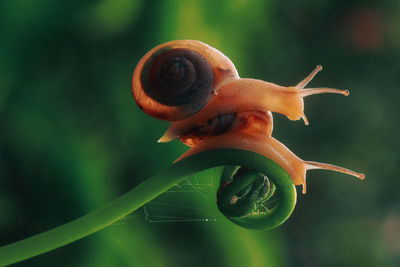 Close-up of snail on plant