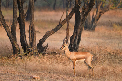 Side view of deer standing on field