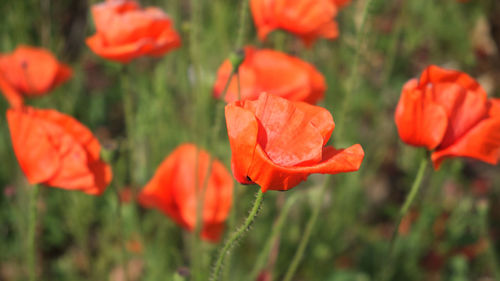 Close-up of orange poppy flowers on field