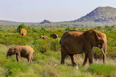 Elephant in a field