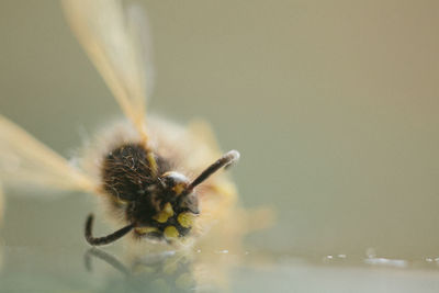 Close-up of insect on flower